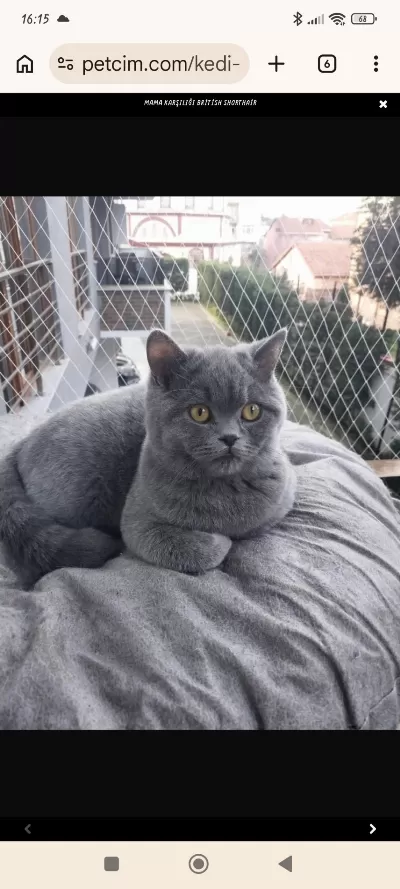 Saf Kan Ayı Kafa British Shorthair