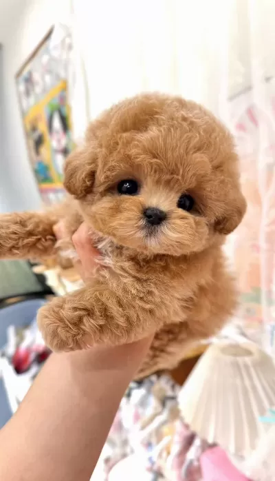 Kore Maltipoo Yavruları
