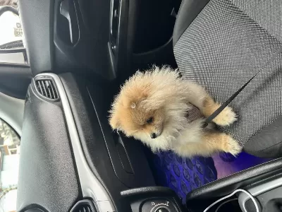 10 Aylık Dişi Pomeranian Herşeyi Tam