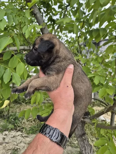 Belçika Malinois Yavrularımız