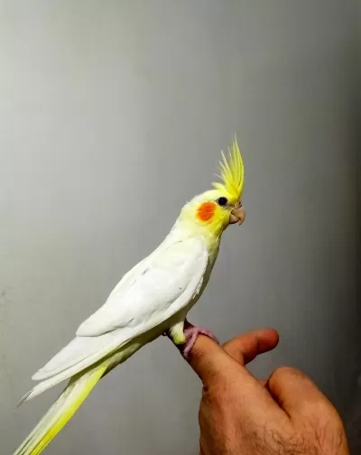 Ele Alıştırmalık Sultanlar