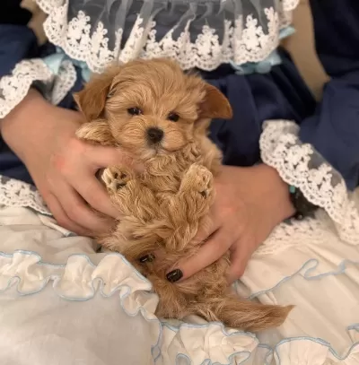 Maltipoo Yavru Köpeklerimiz