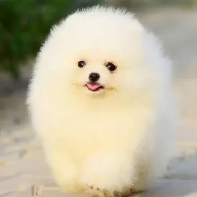 Orjinal Mis Turkey Pomeranian