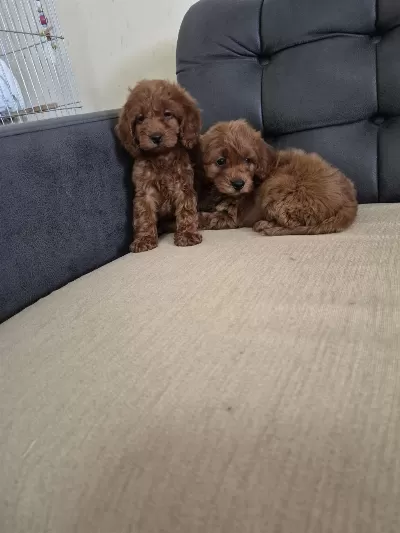 Podul Maltipoo Köpekler