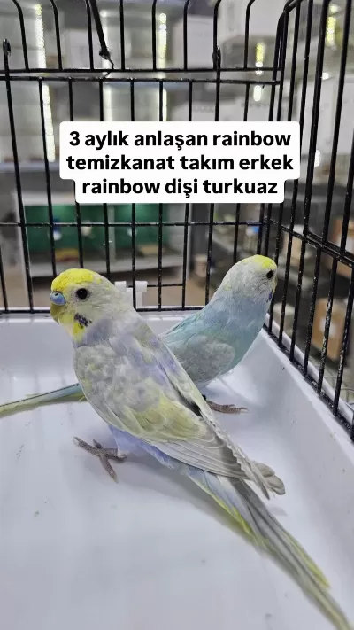 3 Aylık Takim Rainbow Muhabbet Kuşlar