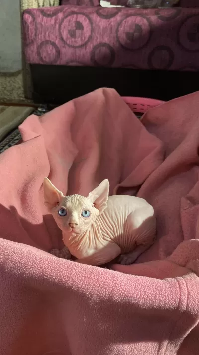 Üst Düzey Kalitede Sfenks Bebek