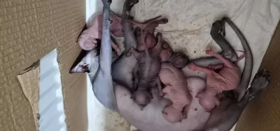 Minicik Sphynx Yavruları