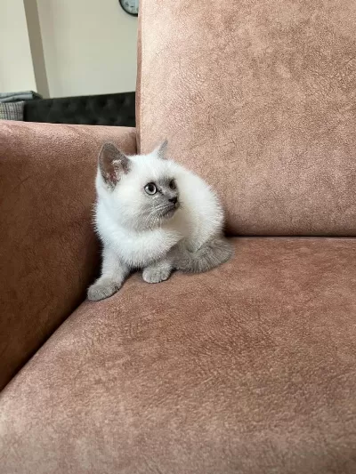 Blue Point Erkek British Shorthair