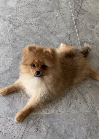 Pomeranian 1 Yaşında