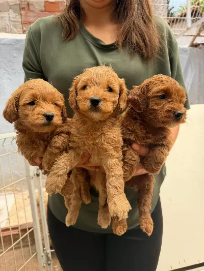 Teslime Hazır Maltipoo Yavrularımız