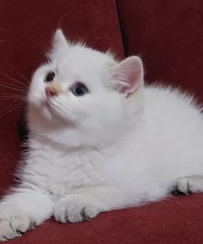 Safkan British Shorthair Açıklamayı Okuyun Lütfen