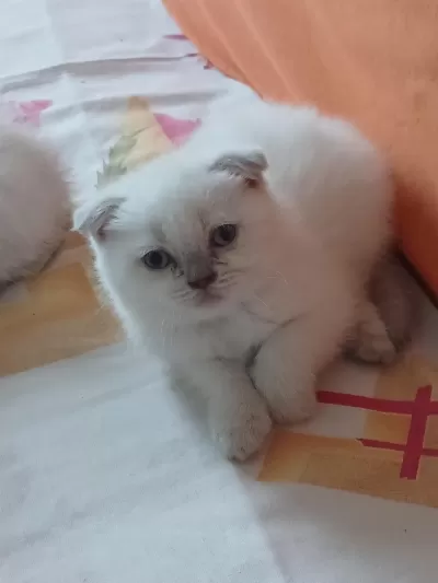 Scottish Fold Yavrularımız