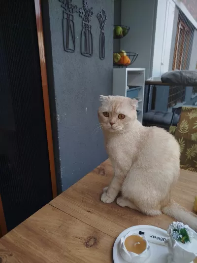 Scottish Fold Oğlumuz Tarçın