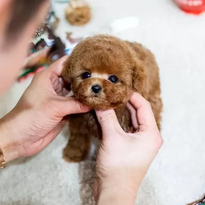 Uygun Bütçeli Toy Poodle Bebeklerim
