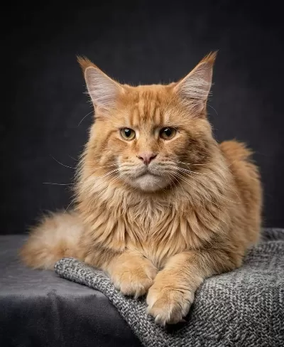 Şecereli Anne Baba Şampiyon 1 Buçuk Yaşında Maine Coon
