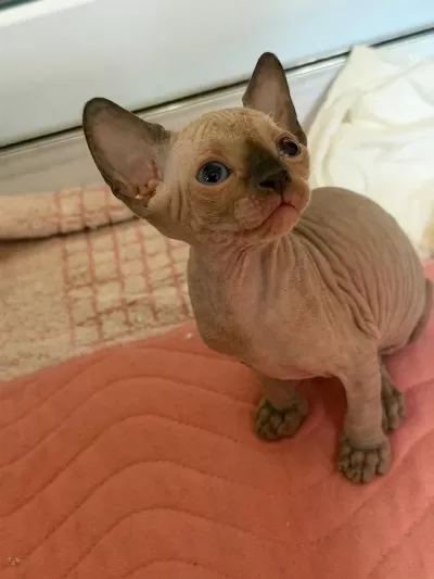 Dişi Erkek Kanada Sphynx