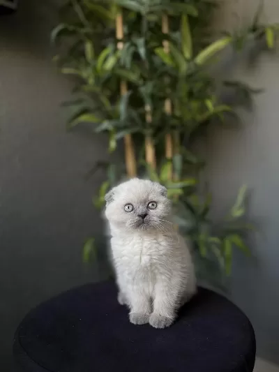 Scottish Fold Blue Point Yavrularim