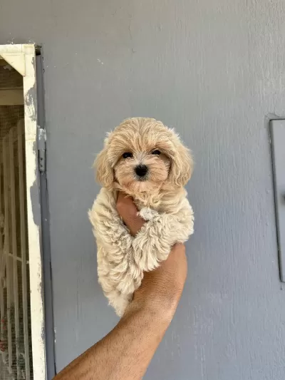 Kore Kan Maltipoo Bebekler Daha İyisi Yok