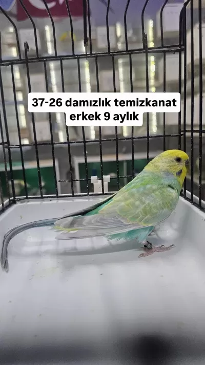 Tekleme Muhabbet Kuşlar Rainbow Ve Çek