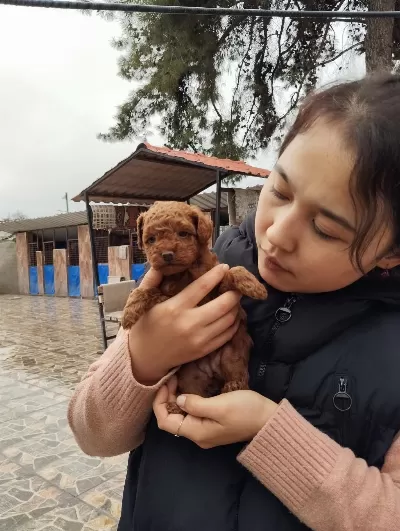 Toy Poodle İslak Burunlar Aileler İçin Hazır