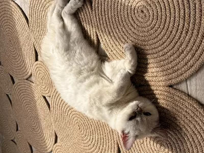 Masmavi Gözlü Erkek British Shorthair