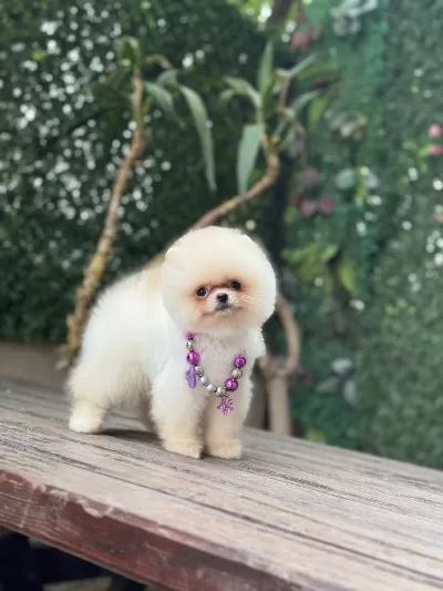 Tea Cup Pomeranian Boo Kızımız