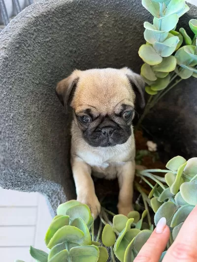 Minicik Pug Mops Yavrumuz