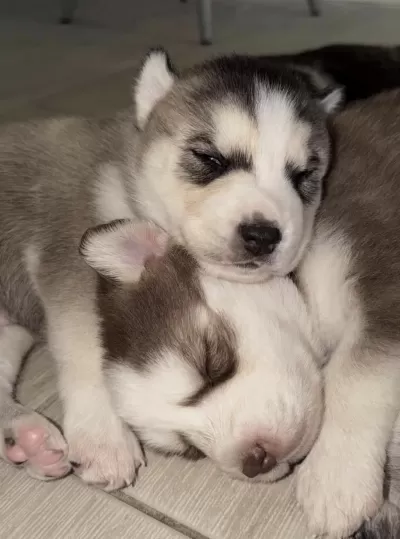 Sibirya Kurdu Köpeğimiz