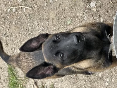 Safkan Belgian Malinois