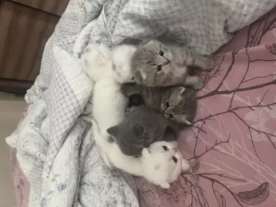 Dünya Tatlısı Scottish Fold Yavrular