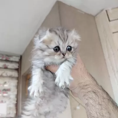 Scottish Fold Yavrumuz Yeni Yuvasına Gitmeye Hazır
