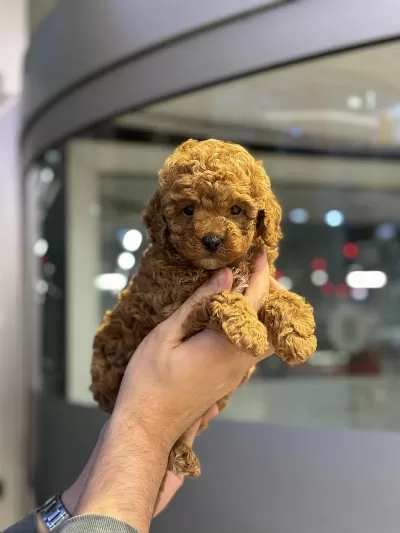 Bebek Orijinal Poodlelar