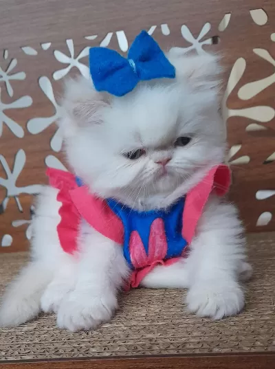İran Exotic Longhair Bebekler