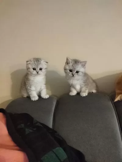 Cici Erkek Kedimiz Oğlumuz