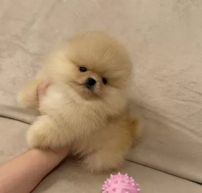 Ayıcık Surat Gerçek Pomeranian Boo Yavrular