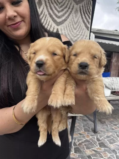 Bebek Yüz Golden Retriever Yavrularım