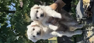 Sevimli Bebiş Köpekler