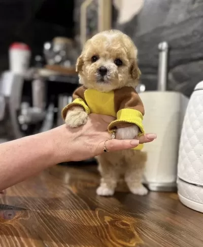 Maltipoo En Özelinin Ailesi Olmak İster Misiniz?