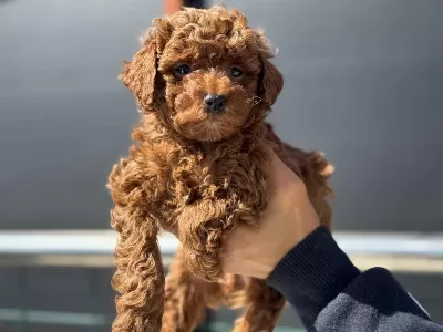 Darkbrown Toy Poodle Yavrularımızı Görüp Ala Bilirsiniz