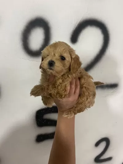 Maltipoo Yavrularım Orijinal Ev Doğumlu
