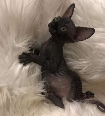 Sphynx Sfenks Dişi Erkek