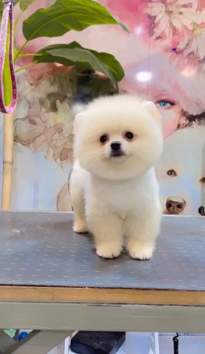 A Kalite Pomeranian Boo Yavruları