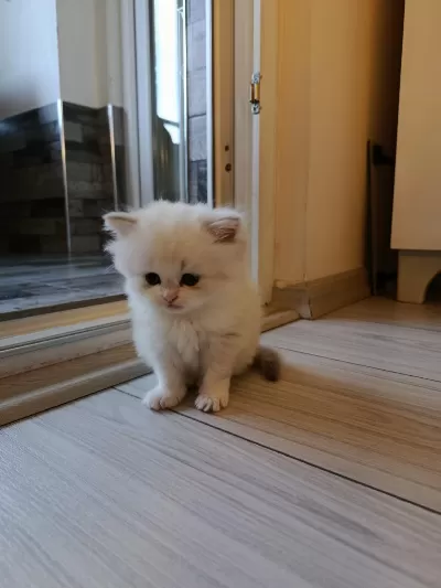 British Longhair Kedisi