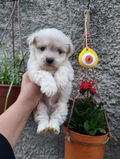Erkek Maltipoo Yavru