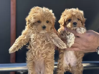 Ankarada Ziyarete Açık Maltipoo Yavrularmız