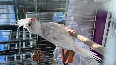 10 Aylık Sultan Papağanı