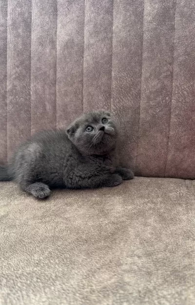 Safkan Scottish Fold Yavruları