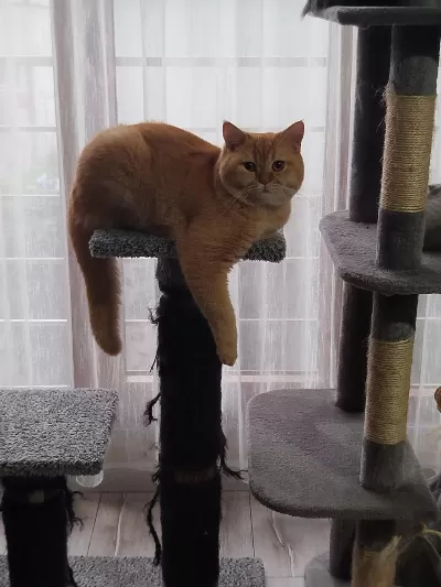 1 Yaşında British Shorthair Oğlumuz