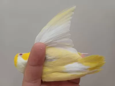 Çift Forpus Papağanı