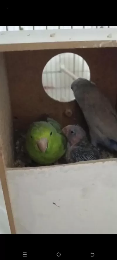 Forpus Aile Papağanı